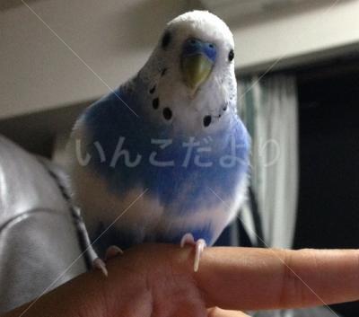 迷い鳥の写真