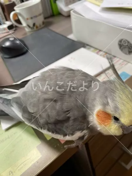 保護鳥の写真