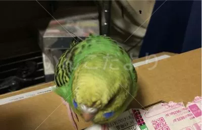 保護鳥の写真