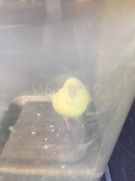 保護鳥の写真