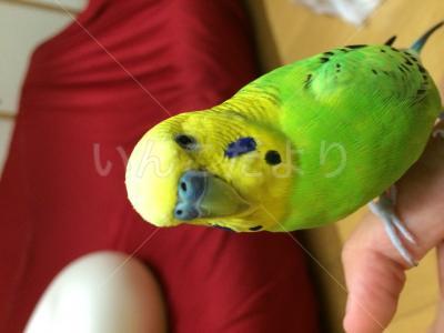 迷い鳥の写真