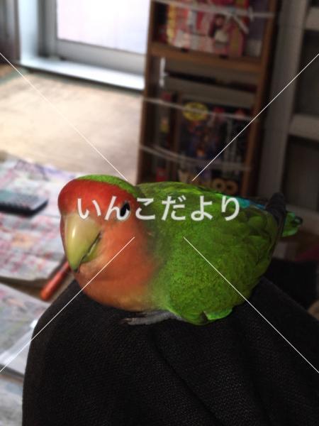 迷い鳥の写真