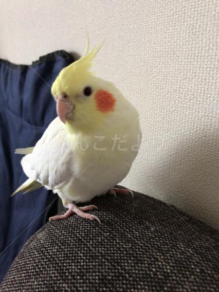 迷い鳥の写真