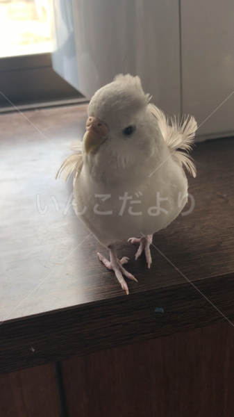 迷い鳥の写真