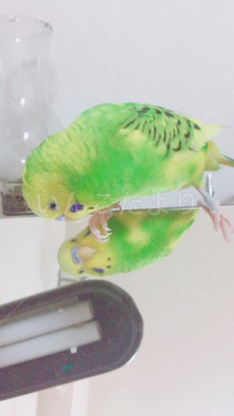 迷い鳥の写真