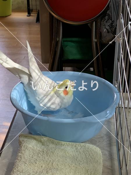 迷い鳥の写真