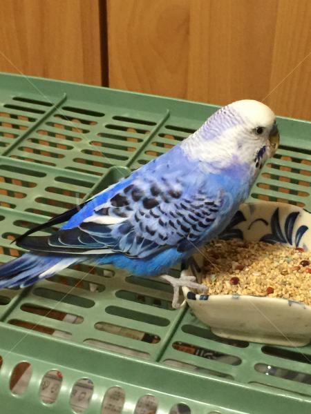保護鳥の写真