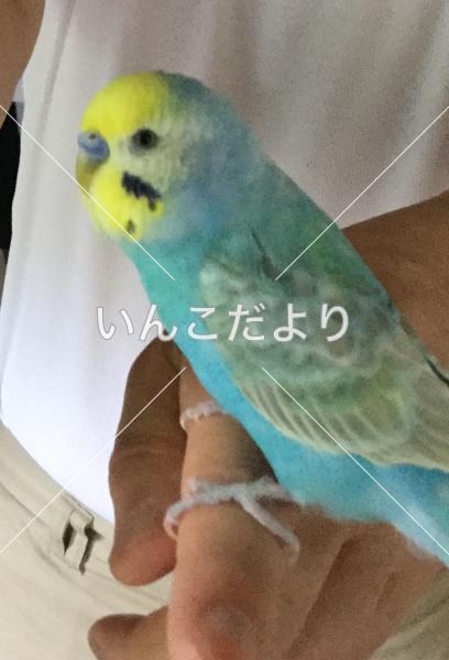 迷い鳥の写真