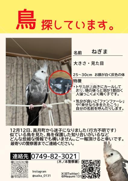 迷い鳥の写真