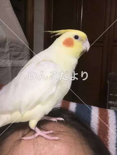 迷い鳥の写真