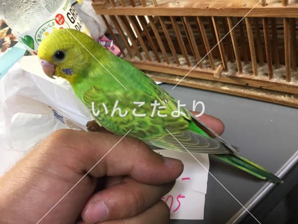 保護鳥の写真