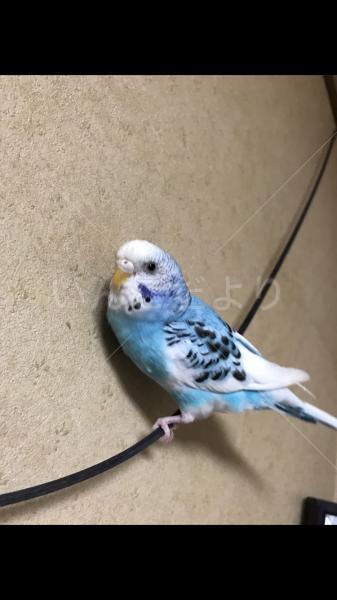 迷い鳥の写真