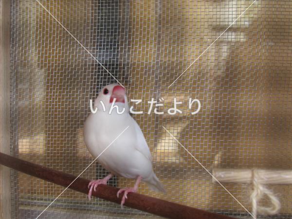 保護鳥の写真