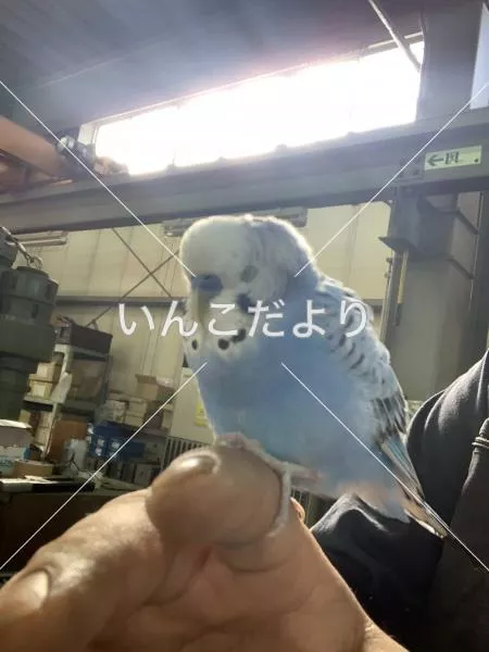 保護鳥の写真