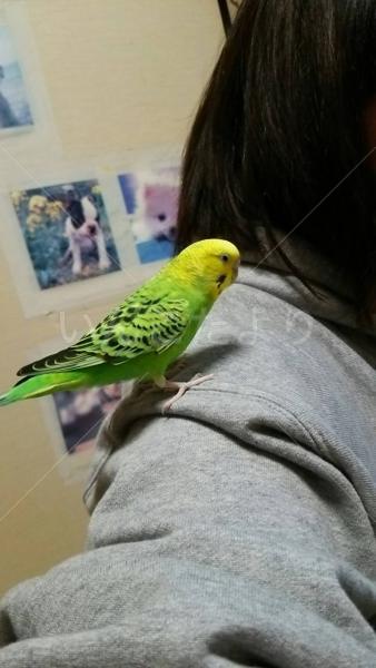 迷い鳥の写真