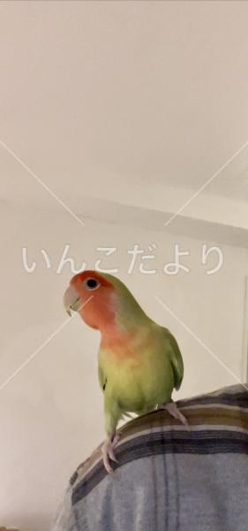 迷い鳥の写真