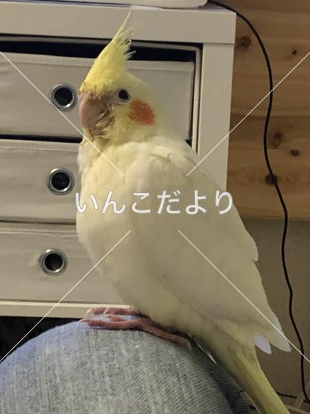 迷い鳥の写真