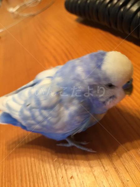 迷い鳥の写真