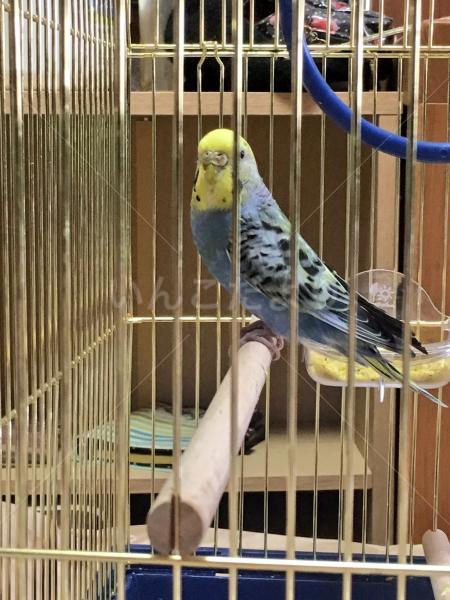 保護鳥の写真