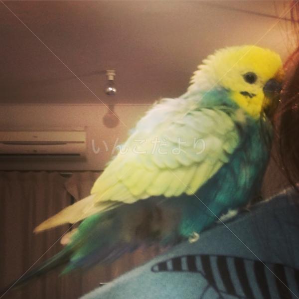 保護鳥の写真