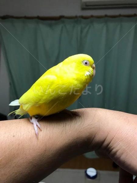 保護鳥の写真