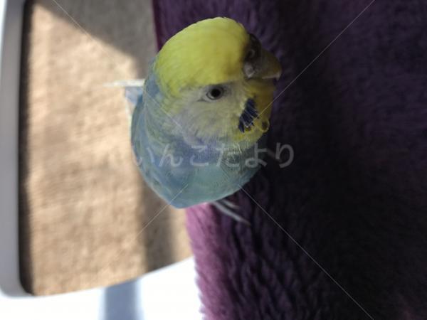 迷い鳥の写真