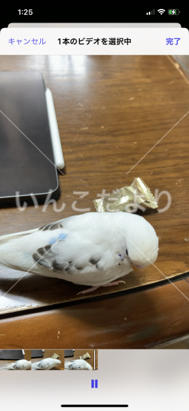 迷い鳥の写真