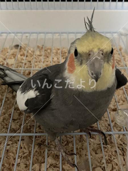 迷い鳥の写真