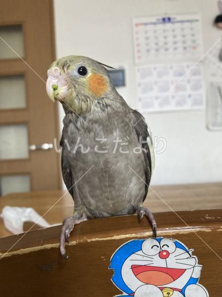 迷い鳥の写真