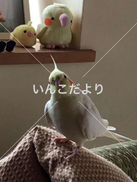 迷い鳥の写真