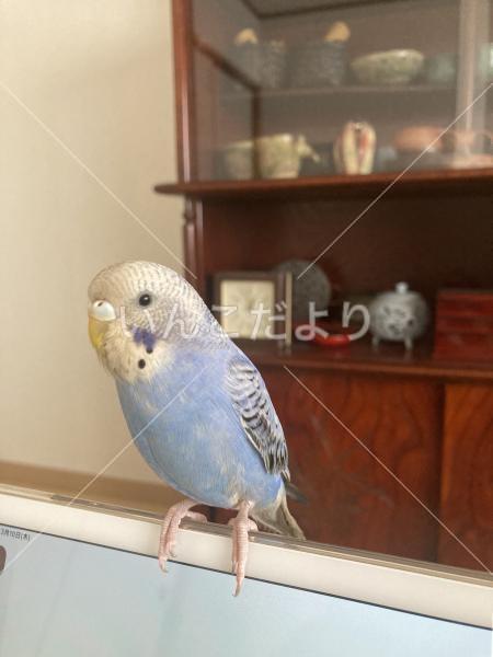 迷い鳥の写真