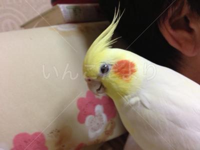 迷い鳥の写真