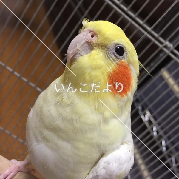 迷い鳥の写真