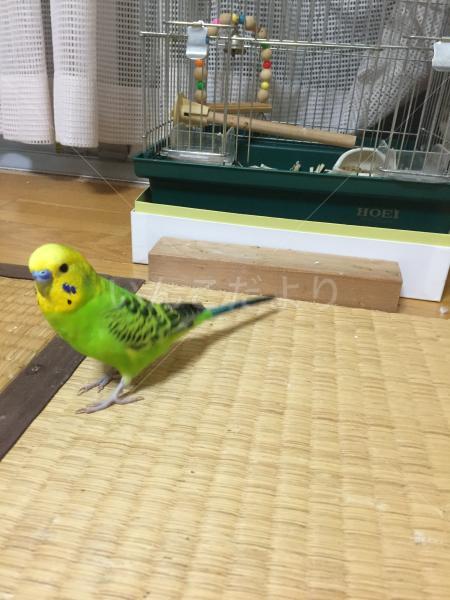 迷い鳥の写真