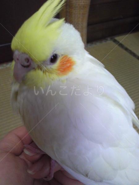 迷い鳥の写真