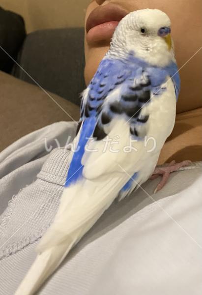 迷い鳥の写真