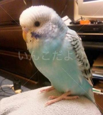 迷い鳥の写真