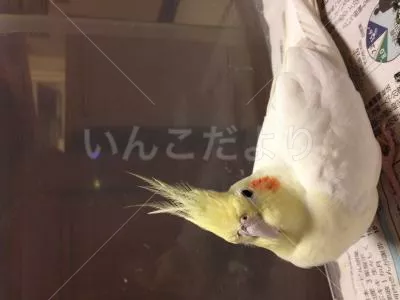 保護鳥の写真