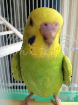 保護鳥の写真