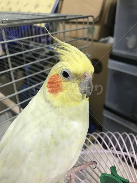 迷い鳥の写真