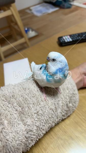 迷い鳥の写真