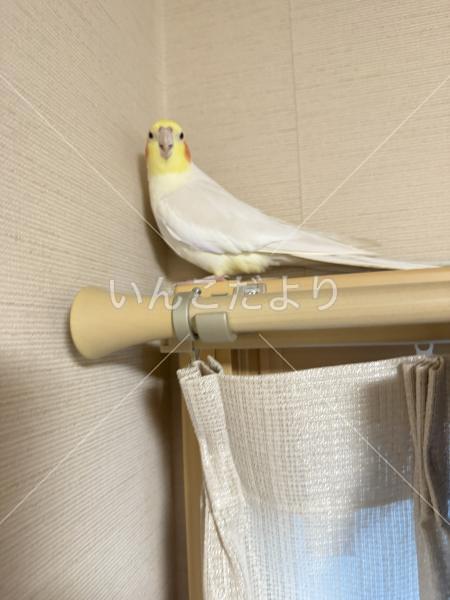 迷い鳥の写真