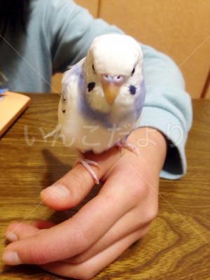 迷い鳥の写真