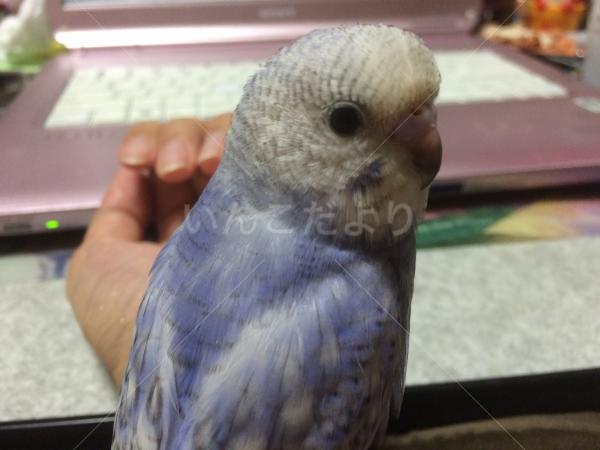 迷い鳥の写真