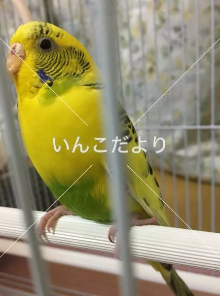 保護鳥の写真