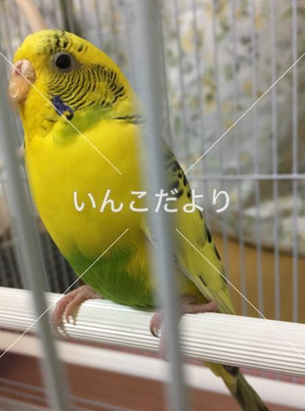 保護鳥の写真
