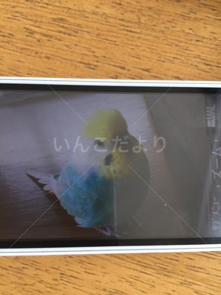 迷い鳥の写真