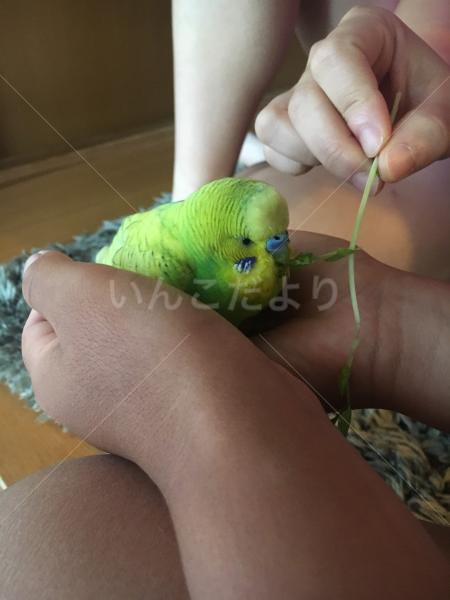 保護鳥の写真
