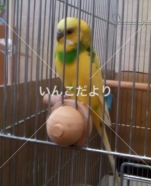 迷い鳥の写真