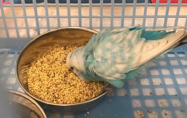 保護鳥の写真